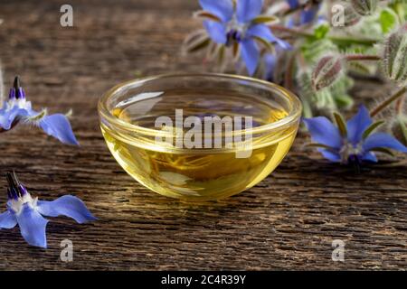 Una coppa di olio di borragine con un fresco e rigogliosa pianta su un tavolo Foto Stock