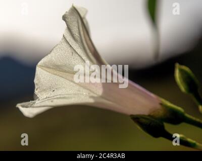 Macro fotografia dal lato del falso fiore selvatico bindweed. Catturato negli altopiani delle montagne andine della Colombia centrale. Foto Stock