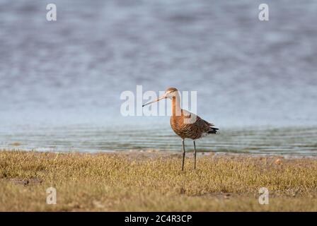 Godwit dalla coda nera, Limosa limosa, adulti in estate precipita in piedi sul bordo della laguna. Preso luglio. Pennington Marshes, Hampshire, Regno Unito. Foto Stock