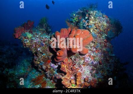 Una colonia di spugne a tubo rosso, Porifera, arrugginita su una barriera corallina variovata, Isola di Sipadan, Borneo, Malesia Foto Stock