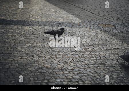 Pigeon camminando sulla strada Foto Stock