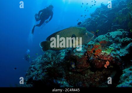 Il subacqueo osserva una grembiule, Cheilinus undulatus, Isola di Sipadan, Malesia Foto Stock