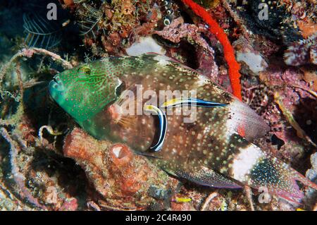 La strasse floreale, Cheilinus chlorourus, essendo pulito da due strass pulitore bluestreak, Labroides dimidiatus, Mabul Kapalai, Malesia Foto Stock