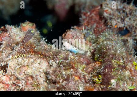 Twinspot blenny, Ecsenius bimaculatus, Isola di Kapalai, Malesia Foto Stock