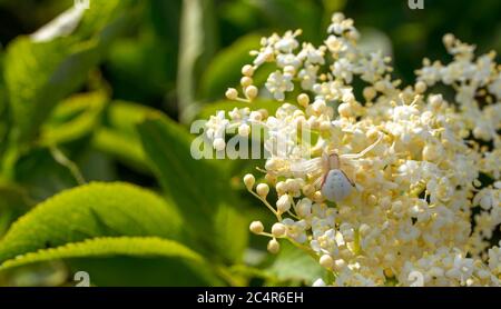 Primo piano di un ragno su fiore Foto Stock