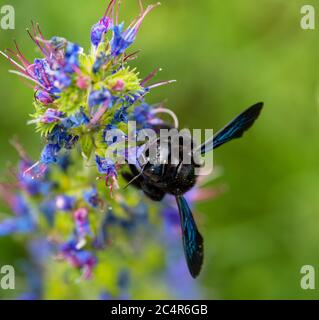 Primo piano di un'ape che impollinava sul fiore Foto Stock