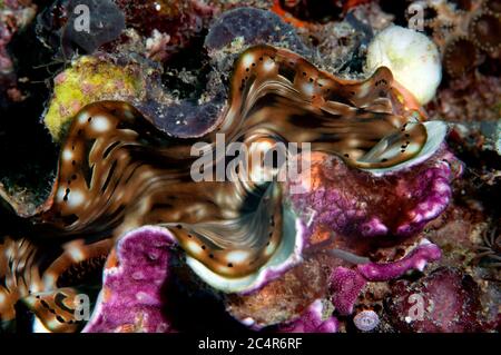 Clam gigante scanalato, Tridacna squamosa, Mabul Kapalai, Malesia Foto Stock