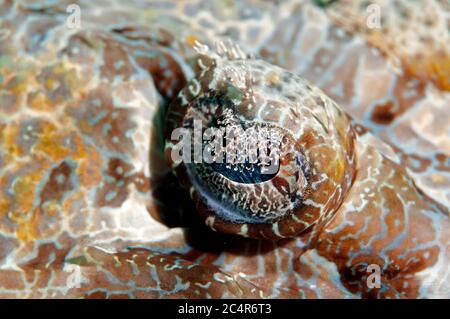 Occhio particolare di un coccodrillo testa, Cymbacephalus beauforti, Mabul Kapalai, Malesia Foto Stock