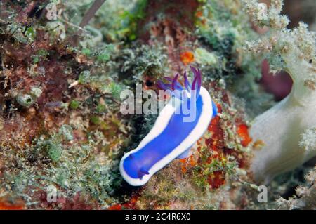 Nudiranch, Hypselodoris bullockii, Mabul Kapalai, Malesia Foto Stock