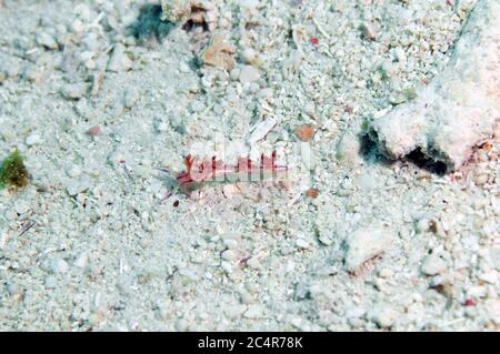 Slug di mare o aeolid nudiranch, Coryphellina rubrolineata, Mabul Kapalai, Malesia Foto Stock