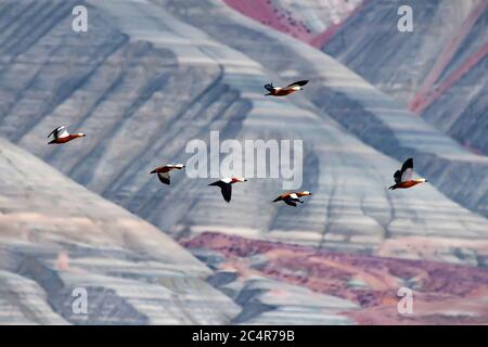 Fotografia paesaggistica della natura. Formazioni geologiche colorate. Uccelli: Sheldy ruddy. Foto Stock