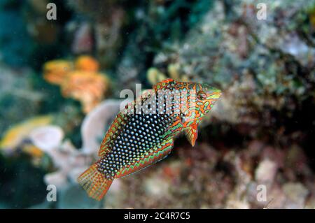 Ornate Wrasse, Macropharyngodon ornatus, Mabul Kapalai, Malesia Foto Stock