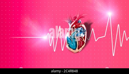 Sezione di un cuore, battito cardiaco. È un organo muscolare che pompa il sangue attraverso i vasi sanguigni del sistema circolatorio. rendering 3d. Foto Stock