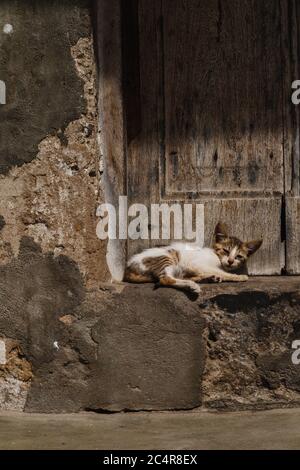 Adorabile gattino che dormiva all'angolo di una porta a Stone Town, Zanzibar in Tanzania Foto Stock