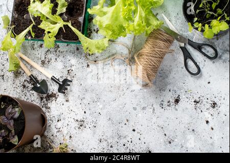 Facendo crescere hobby di giardinaggio. Vasetti speciali in plastica e torba per la coltivazione di erbe, bottiglie spray e attrezzi da giardino. Vista dall'alto di CopySpace Foto Stock