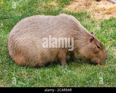 Capybara (hydrococherus hydrocaeris) che cammina sull'erba Foto Stock