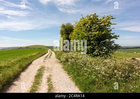 La strada di ponte che conduce da Chantry Post fino a Harrow Hill nel South Downs National Park, West Sussex, Inghilterra meridionale, Regno Unito. Foto Stock