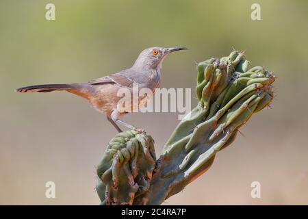 Thrasher a curva su cactus (Toxostoma curvirostra), Texas del Sud, Stati Uniti Foto Stock