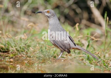 Thrasher (Toxostoma curvirostra), Texas del Sud, Stati Uniti Foto Stock