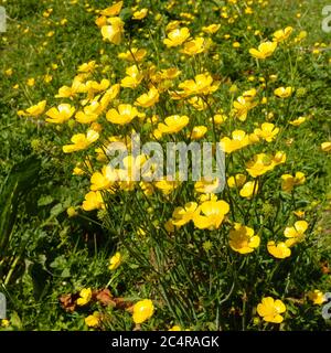 Fiori di butterCup (Ranunculus acris) in campo erboso nel mese di maggio, Inghilterra, Regno Unito Foto Stock