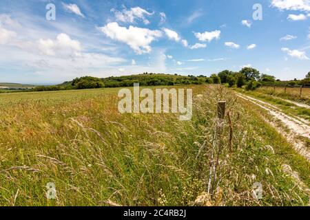 Sentiero di Chalk, strada di ponte che conduce all'antica fortezza di Cissbury Ring, nel South Downs National Park, West Sussex, Inghilterra, Regno Unito. Foto Stock