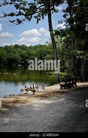 Le oche canadesi (Branta canadensis) si riuniscono in un lago in Trap Pond, Laurel, DE. Foto Stock