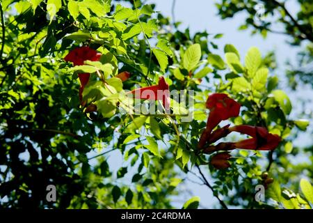 Il honeysuckle cresce lungo le rive del Trap Pond nel Delaware meridionale. Foto Stock