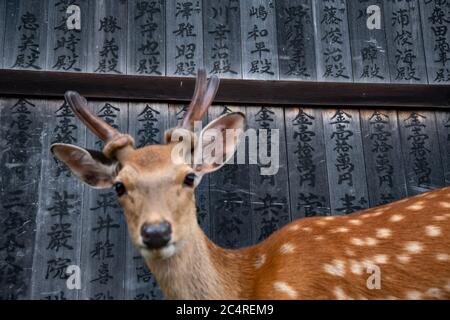 Primo piano su un giovane cervo sika che si aggira liberamente intorno ai Templi nel Parco Nara. Giappone. Foto Stock