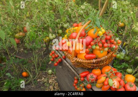 Pomodori in un cestino. Cestino pieno di pomodori vicino alle piante di pomodori. Cestino di pomodori appena raccolti. Pomodori rossi in un cestino. Foto Stock