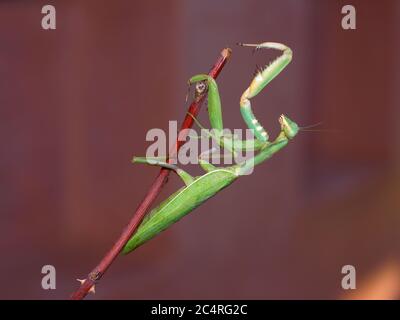 Mantis verde europeo in preghiera contro uno sfondo naturale scuro - Mantis religiosa. Foto Stock