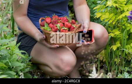 Blogger femminile che raccoglie fragole rosse in giardino. Blogger che lavora con raccolto. Le mani della donna stanno tenendo fragole e telefono. Foto Stock