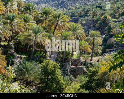Le palme da dattero circondano il vecchio villaggio di al Misfah, Sultanato dell'Oman. Foto Stock