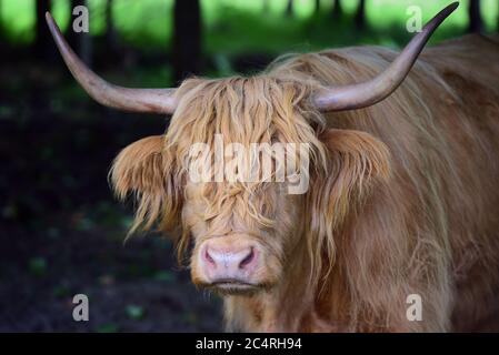 Un bestiame scozzese dell'altopiano, con corna e molto pelliccia, si trova nella foresta e sta riposando Foto Stock