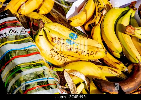 Banane con iscrizioni.la Corte ‘SAia è bloccata con le banane dopo un appello del gruppo d’azione «Tuggle for Freedom», che risponde al divieto di varie ‘manifestazioni di «Virus Madness» che il gruppo voleva tenere. I sostenitori ritengono che i Paesi Bassi siano diventati una repubblica delle banane con questa sentenza. Foto Stock