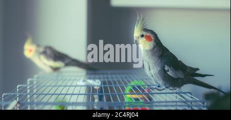 Galletto. Ritratto, carino e curioso giovane scarafaggio, primo piano. Foto Stock