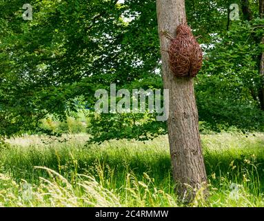 Willow artwork ladybird su tronco di albero, Archerfield Estate, East Lothian, Scozia, Regno Unito Foto Stock