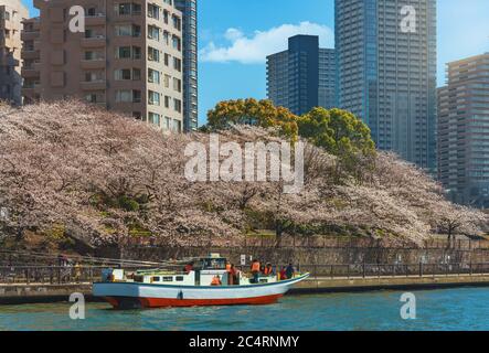 tokyo, giappone - aprile 04 2020: Barca giapponese da pesca che naviga sul fiume Sumida lungo i ciliegi fioriti alberi del Parco Tsukuda con la torre in palazzo Foto Stock