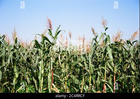 Campo di canna da zucchero in un giorno d'estate 1 Foto Stock