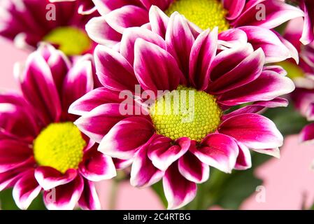 Bel crisantemo rosa fresco, primo piano, fiori di margherite rosa e giallo. Foto Stock