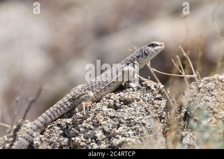 Un adulto nel deserto settentrionale dell'Iguana (Dipsosaurus dorsalis dorsalis) Nel deserto di Mojave in California Foto Stock