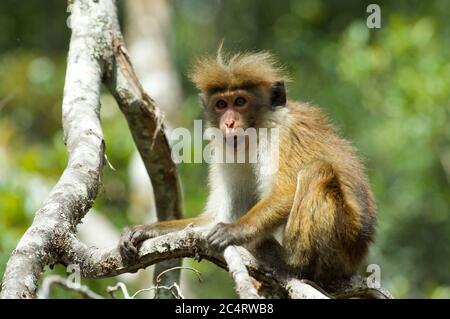 Un altopiano Toque Macaque (Macaca sinica opisthomelas) che vive selvaggiamente nei Giardini Botanici di Hakgala, Nuwara Eliya, Sri Lanka Foto Stock