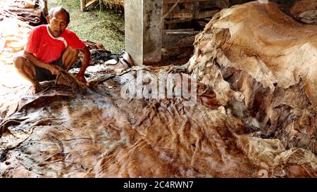 Il processo di taglio della pelle prima che venga lavorata per la produzione di conceria per l'industria, Batang Indonesia, 27 giugno 2020 Foto Stock