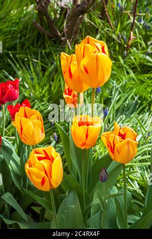 Gruppo di Tulipa Grand perfezione in letto di fiori. Un tulipano a fiore singolo del gruppo trionfale Divisione 3. Un tulipano giallo e rosso si sbiadisce a bianco e rosso Foto Stock