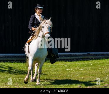 Donna in costume edoardiano a cavallo bianco; Les Amis D'Onno spettacolo di squadra di stunt equestri, evento bellico, East Fortune, East Lothian, Scozia Foto Stock