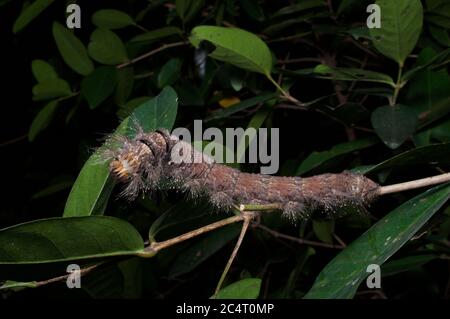 Un grande bruco di Moth di Lasiocampidae (famiglia Lasiocampidae) che mangia una foglia di notte nella riserva forestale di Knuckles, distretto di Matale, Sri Lanka Foto Stock