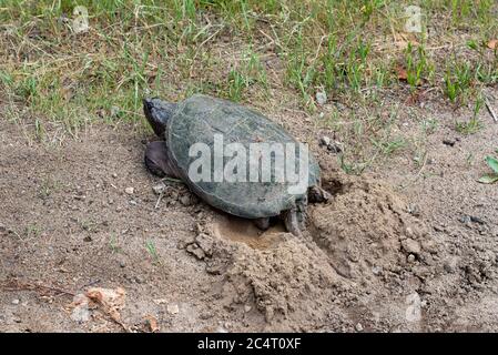 Una tartaruga che si schiacca comune, Chelydra serpentina, scavando un buco in terreno sabbioso sciolto per posare le sue uova. Foto Stock