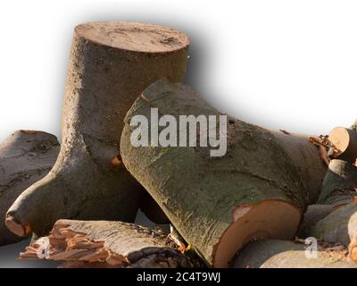 Parti di un tronco di albero segato, non smistato con un sacco di segatura. Foto Stock