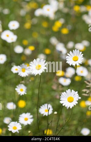 Margherite che crescono selvatiche in un campo. Foto Stock