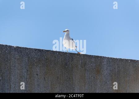 Tiro a basso angolo del gabbiano europeo di aringa su un muro sotto un cielo blu Foto Stock