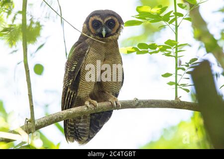 gufo di legno appena rilassarsi dopo una caccia Foto Stock